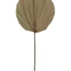 Dried Cut Fan Palm 73cm Artificial Stem Natural