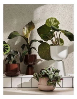 Iittala Nappula Plantpot 17cm Brown -Furniture Series Store 861724180 3 720x928