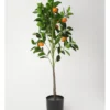 Heritage Orange Tree 30.48x30.48x106.68cm 2 Heritage Orange Tree 30.48x30.48x106.68cm -Furniture Series Store 898364710 1 720x928