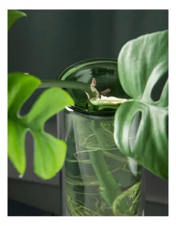 Organic Interiors Glass Propagation Vase Tall In Green -Furniture Series Store 923300380 3 720x928
