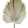 Preserved Palm Small Leaf In Cream -Furniture Series Store 943235560 1 720x928