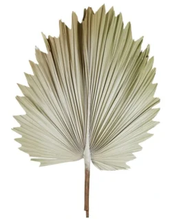 Preserved Palm Small Leaf In Cream