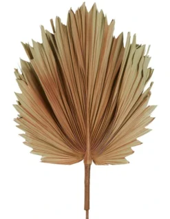 Preserved Palm Small Leaf In Brown