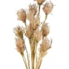 Wheat Flower Stem 75cm In Brown