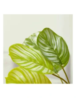 Artificial Taro Plant In Ceramic Pot 75cm In Green/White -Furniture Series Store 954993790 4 720x928